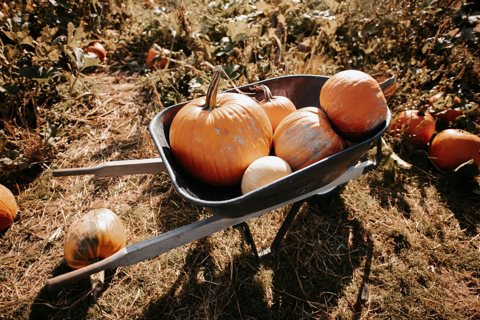 A wheelbarrow overflowing with pumpkins sits in a sunny autumn field.