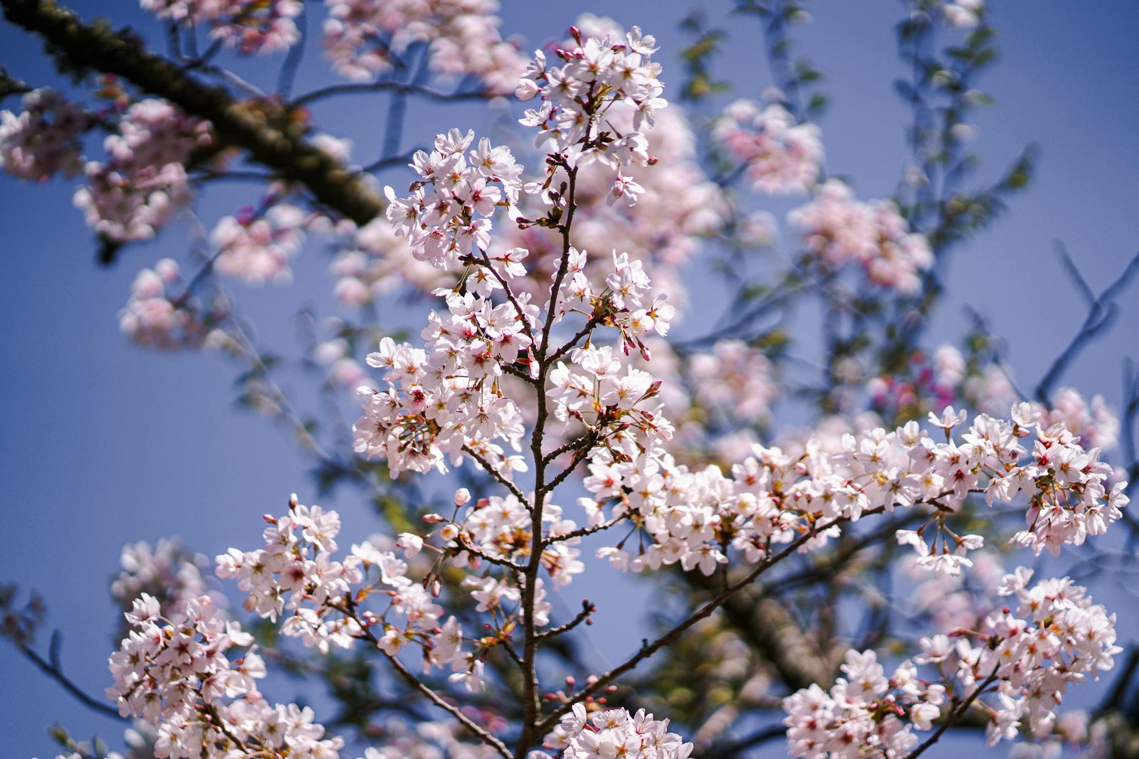 Beautiful cherry blossoms in full bloom against a clear blue sky in San Francisco's springtime.