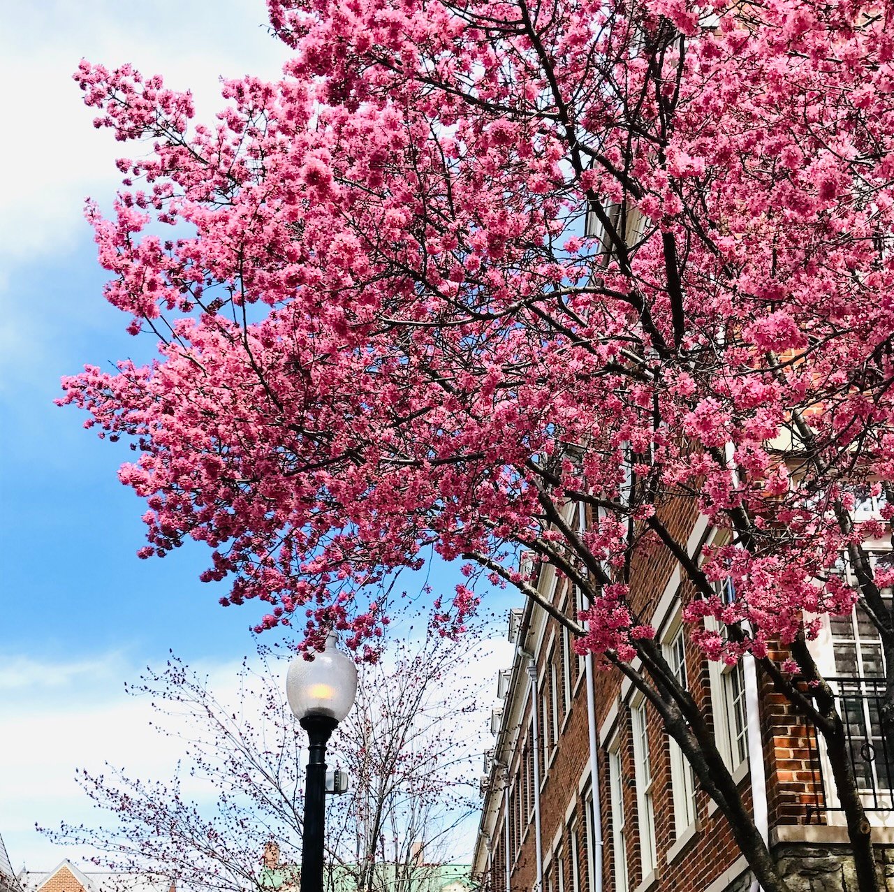 The 10 Best U.S. Cities Where You Can See Cherry Blossoms for Free