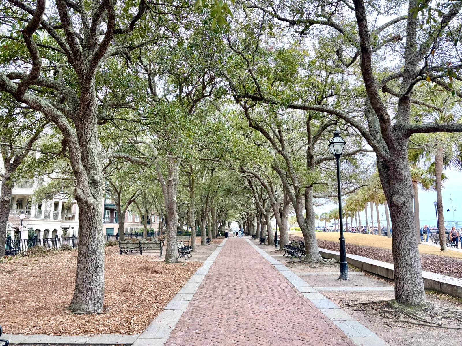 Beautiful tree-lined pathway in waterfront park at Charleston, South Carolina