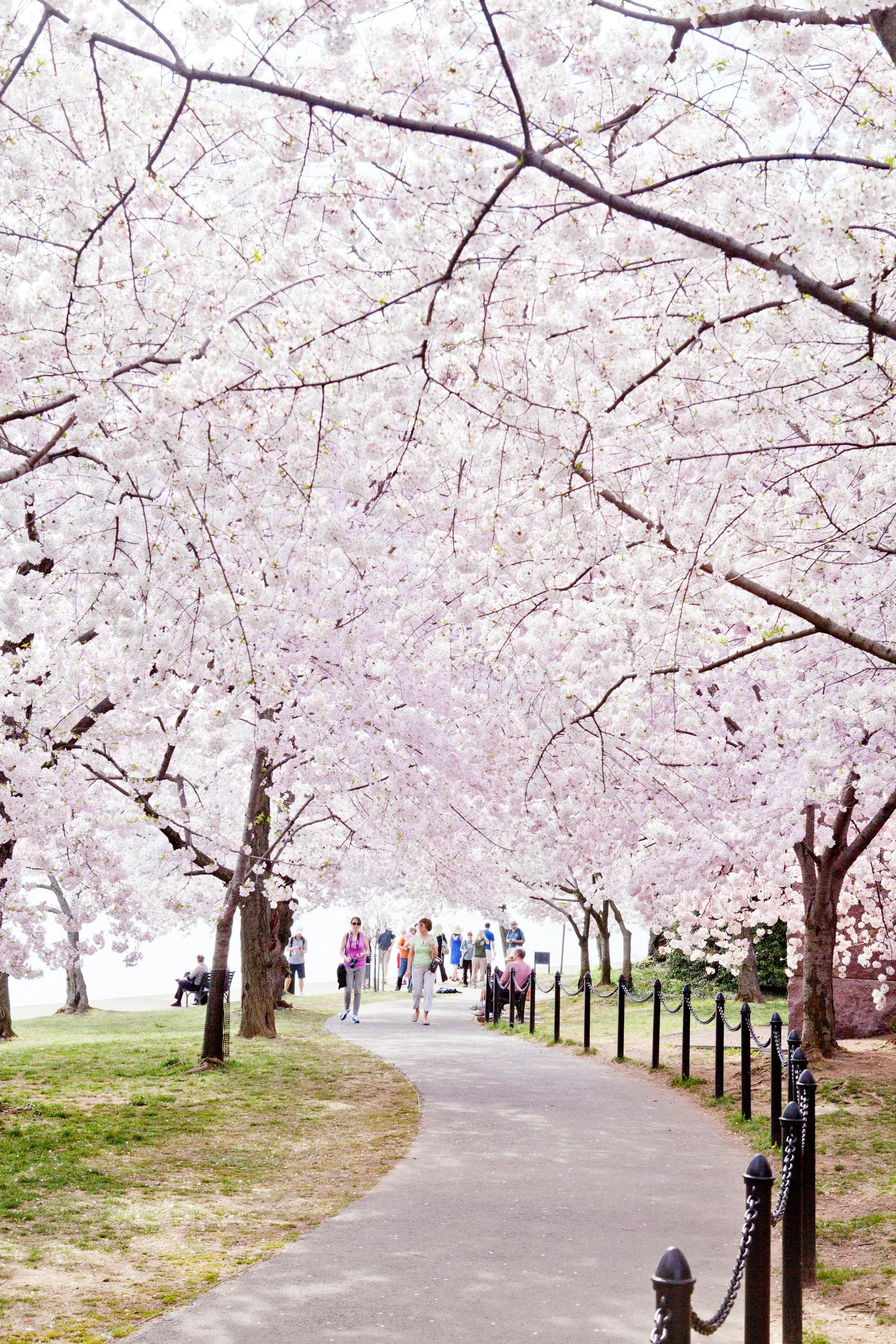 Springtime stroll under cherry blossoms in Washington, DC park.