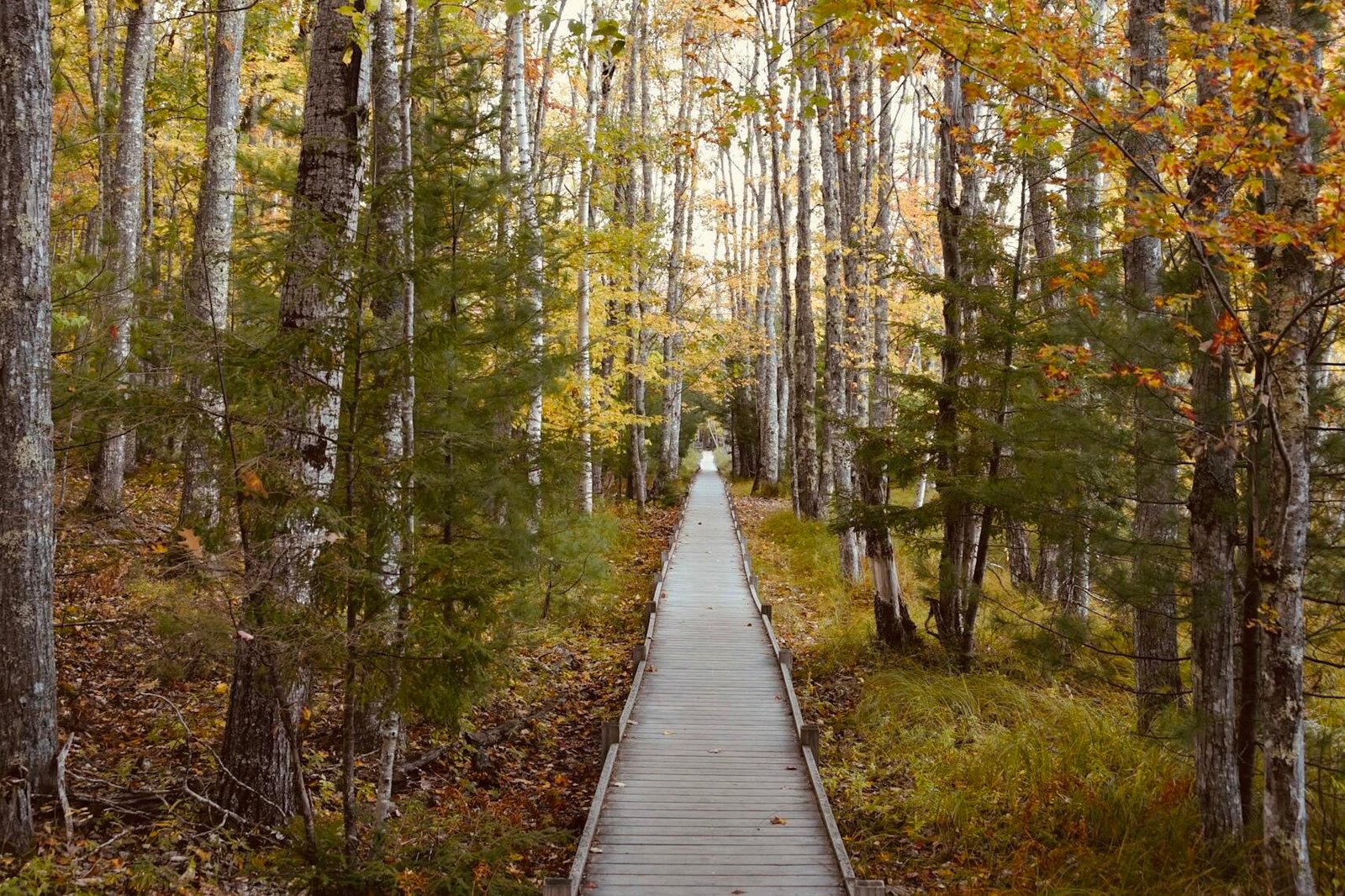 Explore the vibrant fall foliage along a peaceful wooden footpath in Bar Harbor, ME.
