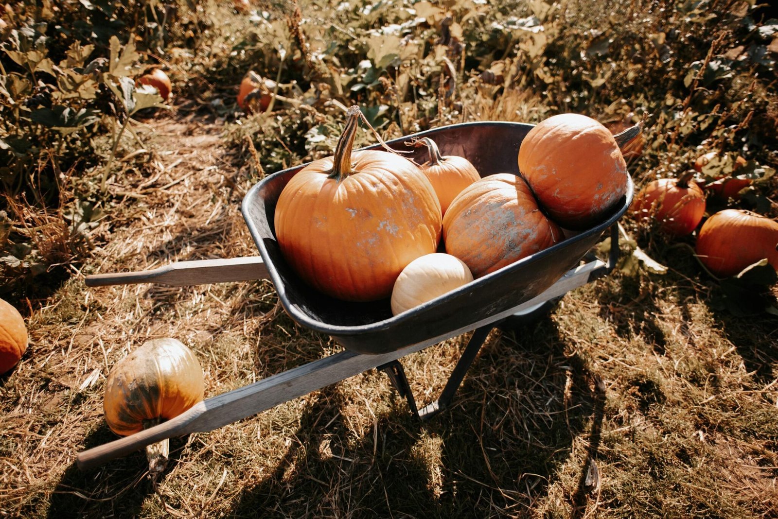75 Fall Bucket List Ideas for Autumn Weekends (+Free Printable ...